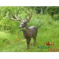 SRT cible 3D cerf de virginie