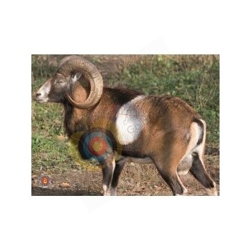 Normandie archerie : Mouflon