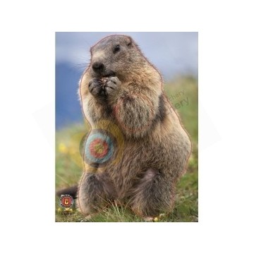 Normandie archerie : Marmotte